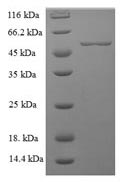 SDS-PAGE- Recombinant protein Human MFGE8