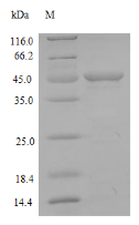 SDS-PAGE- Recombinant protein Rat Mmp7