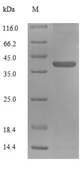(Tris-Glycine gel) Discontinuous SDS-PAGE (reduced) with 5% enrichment gel and 15% separation gel.