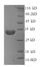 SDS-PAGE- Recombinant protein Mouse Ms4a1