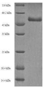 SDS-PAGE- Recombinant protein Human NRG3