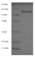 SDS-PAGE- Recombinant protein Human P4HB