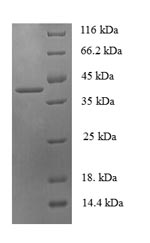 SDS-PAGE- Recombinant protein Human PHPT1