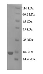 SDS-PAGE- Recombinant protein Human PIP