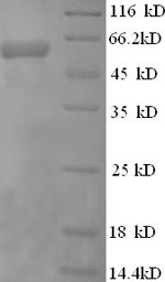 SDS-PAGE- Recombinant protein Human PRF1
