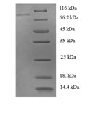 SDS-PAGE- Recombinant protein Human PTPN6