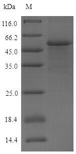 SDS-PAGE- Recombinant protein Human PVR