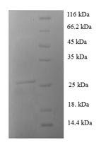 SDS-PAGE- Recombinant protein Human S100A1