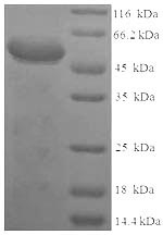 SDS-PAGE- Recombinant protein Rat Sdc1
