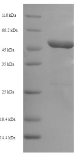 SDS-PAGE- Recombinant protein Rat Serpine1