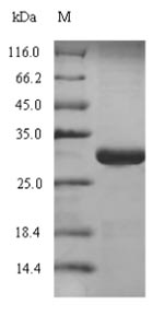 SDS-PAGE- Recombinant protein Human SFTPC