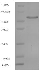 SDS-PAGE- Recombinant protein Human SIRPA