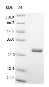SDS-PAGE- Recombinant protein Mouse Thy1