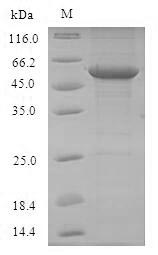 SDS-PAGE- Recombinant protein Mouse Tlr7