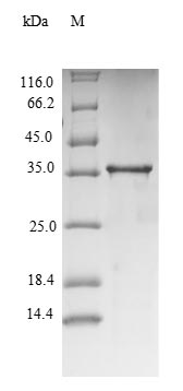 SDS-PAGE- Recombinant protein Mouse Tnf