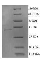SDS-PAGE- Recombinant protein Human TNFSF10