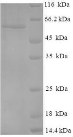 CSB-EP024077HU SDS-PAGE