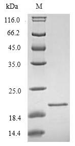 SDS-PAGE- Recombinant protein Human TREM2