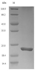 SDS-PAGE- Recombinant protein Mouse Trem2