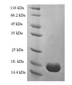 SDS-PAGE- Recombinant protein Human TTR