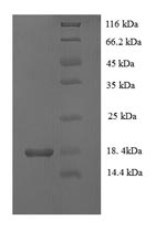 SDS-PAGE- Recombinant protein Mouse Vegfc