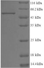 SDS-PAGE- Recombinant protein Human WDR5