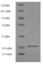 SDS-PAGE- Recombinant protein Alternaria ALTA1