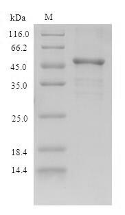 (Tris-Glycine gel) Discontinuous SDS-PAGE (reduced) with 5% enrichment gel and 15% separation gel.
