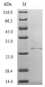 SDS-PAGE- Recombinant protein Vaccinia VACWR034