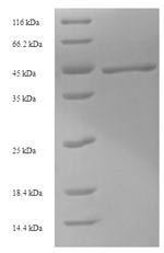 SDS-PAGE- Recombinant protein Aequorea GFP