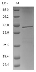 (Tris-Glycine gel) Discontinuous SDS-PAGE (reduced) with 5% enrichment gel and 15% separation gel.