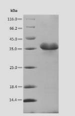 SDS-PAGE- Recombinant protein Glycine CDC48
