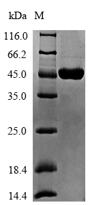 (Tris-Glycine gel) Discontinuous SDS-PAGE (reduced) with 5% enrichment gel and 15% separation gel.