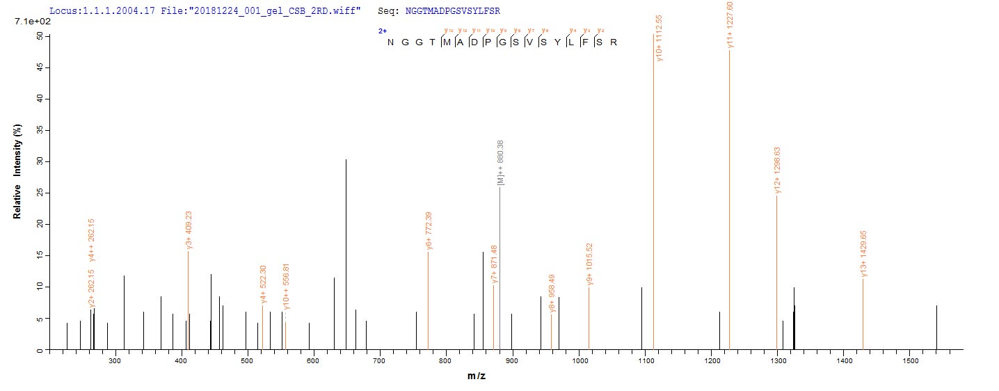 Recombinant Mycobacterium paratuberculosis Probable transcriptional regulatory protein MAP_1030 (MAP_1030) - image 1