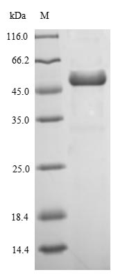 CSB-EP360703FKZ SDS-PAGE