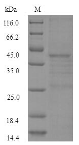 (Tris-Glycine gel) Discontinuous SDS-PAGE (reduced) with 5% enrichment gel and 15% separation gel.