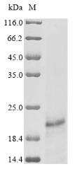 CSB-EP365855HML SDS-PAGE