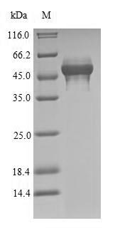 (Tris-Glycine gel) Discontinuous SDS-PAGE (reduced) with 5% enrichment gel and 15% separation gel. (Tris-Glycine gel) Discontinuous SDS-PAGE (reduced) with 5% enrichment gel and 15% separation gel.