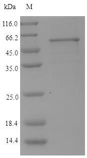 CSB-EP464342EXZ SDS-PAGE