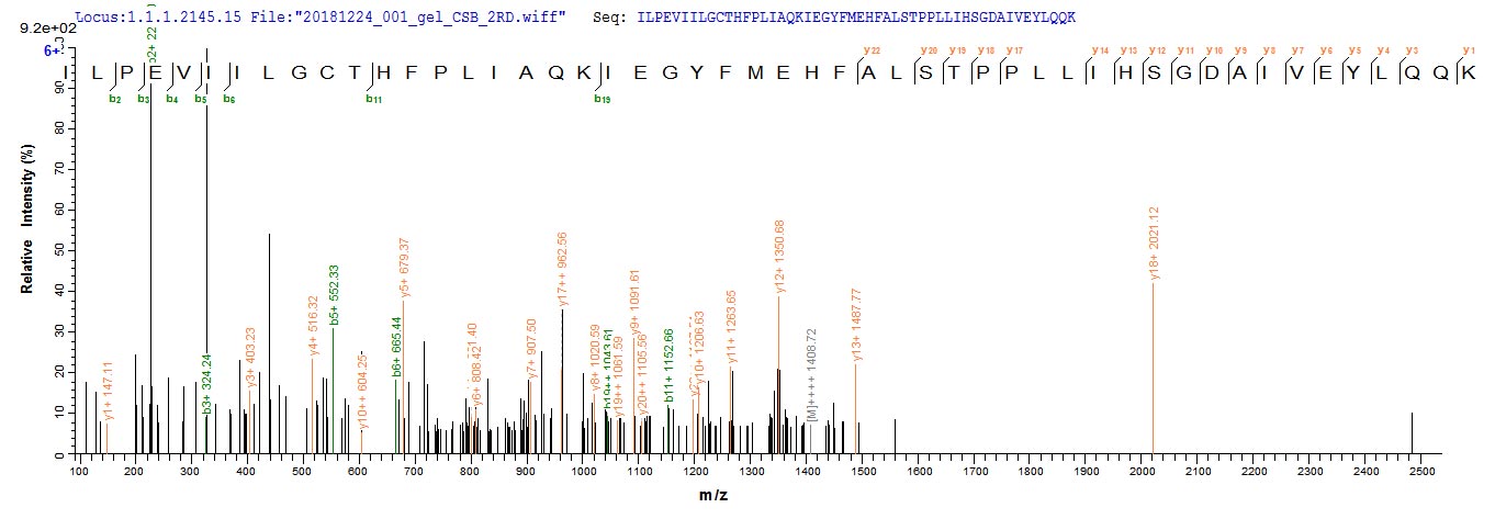 Recombinant Helicobacter pylori Glutamate racemase (murI) - image 1
