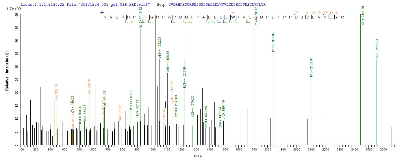 Recombinant Caulobacter vibrioides Alpha-ketoglutarate-dependent dioxygenase AlkB homolog (alkB) - image 1