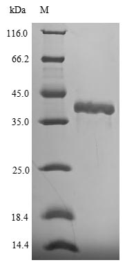 SDS-PAGE- Recombinant protein Mouse Fgf15