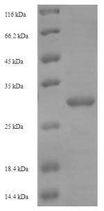 SDS-PAGE - Recombinant Bacillus sp. Levanase