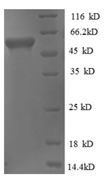 SDS-PAGE- Recombinant protein Thermus glpK