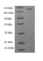 SDS-PAGE- Recombinant protein Escherichia mutL