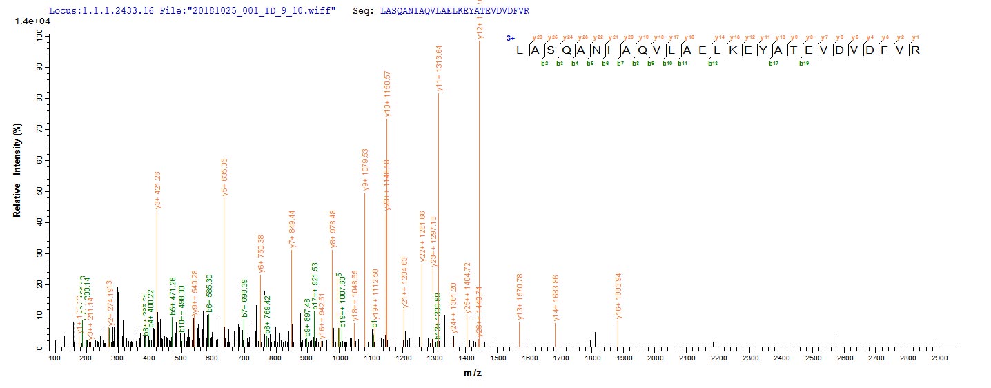 Based on the SEQUEST from database of E.coli host and target protein, the LC-MS/MS Analysis result of CSB-EP604616HU could indicate that this peptide derived from E.coli-expressed Homo sapiens (Human) AP1B1. Based on the SEQUEST from database of E.coli host and target protein, the LC-MS/MS Analysis result of CSB-EP604616HU could indicate that this peptide derived from E.coli-expressed Homo sapiens (Human) AP1B1.