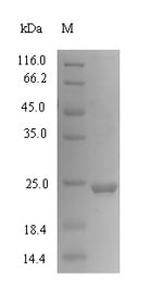 SDS-PAGE- Recombinant protein Human CXCL1