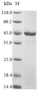 SDS-PAGE- Recombinant protein Human TEAD4