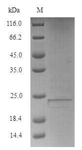 SDS-PAGE- Recombinant protein Human LY6E