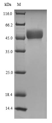 SDS-PAGE- Recombinant protein Human MORC3